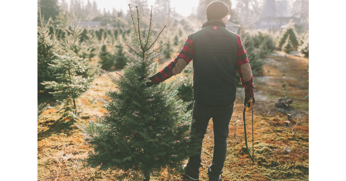 Weihnachtsbaum selber schlagen » Termine in Sachsen