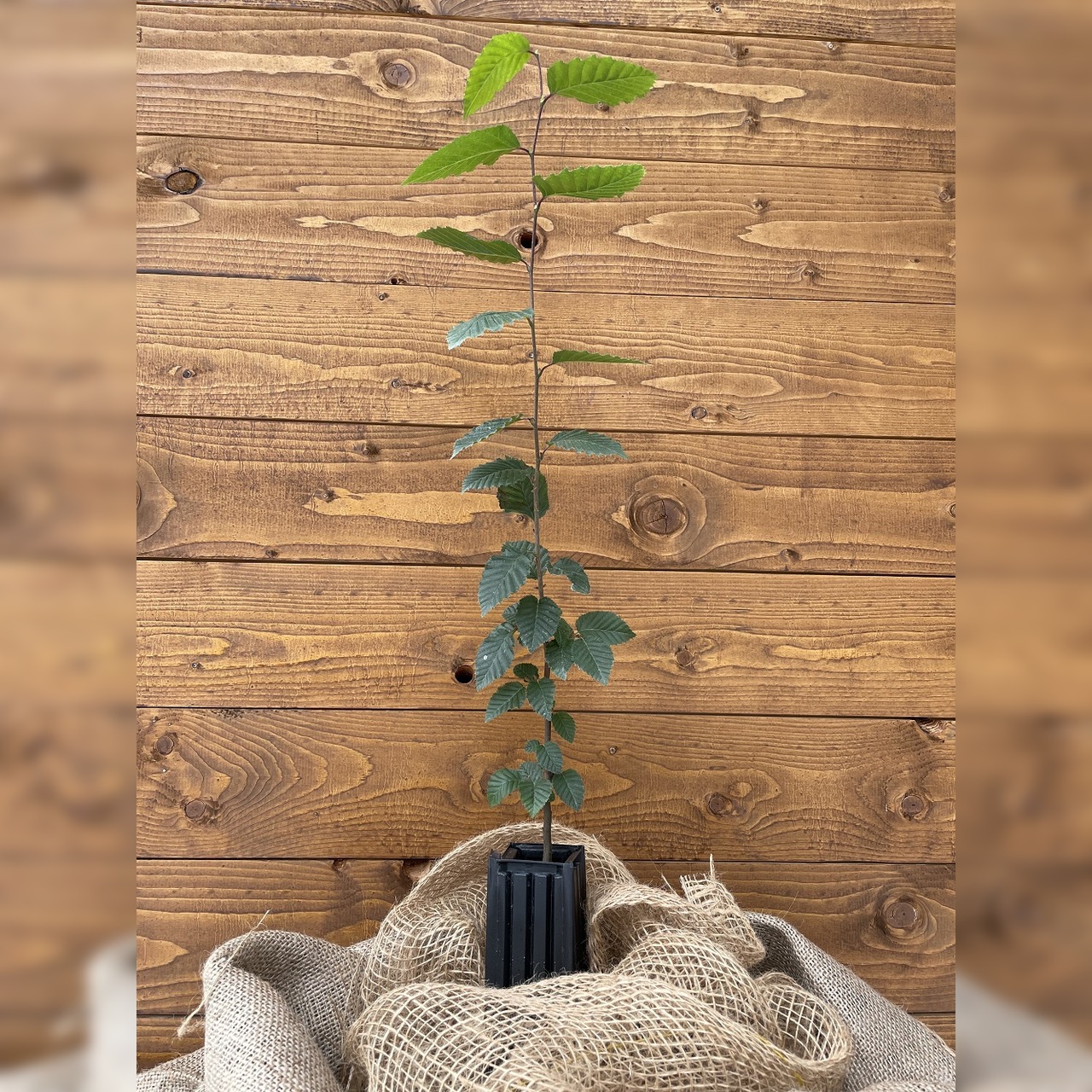 Trüffelbaum "Hainbuche"