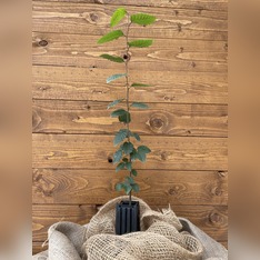 Trüffelbaum "Hainbuche"