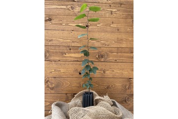 Trüffelbaum "Hainbuche"