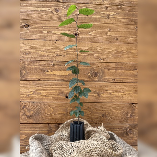 Trüffelbaum "Hainbuche"