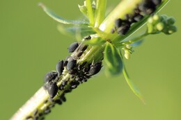 Holzschädling: Schnelle Hilfe gegen Käfer, pflanzliche & andere tierische Schädlinge