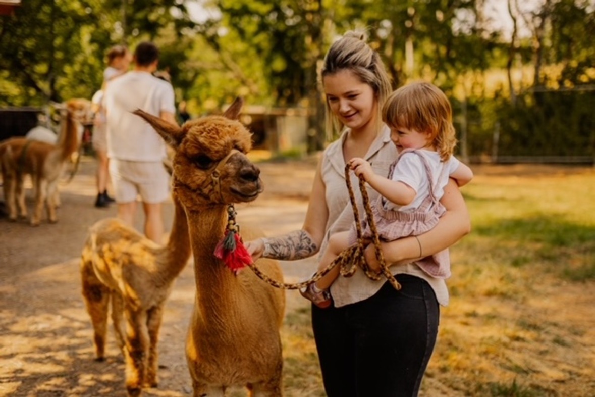 Alpakawanderung Dreiherrenstein