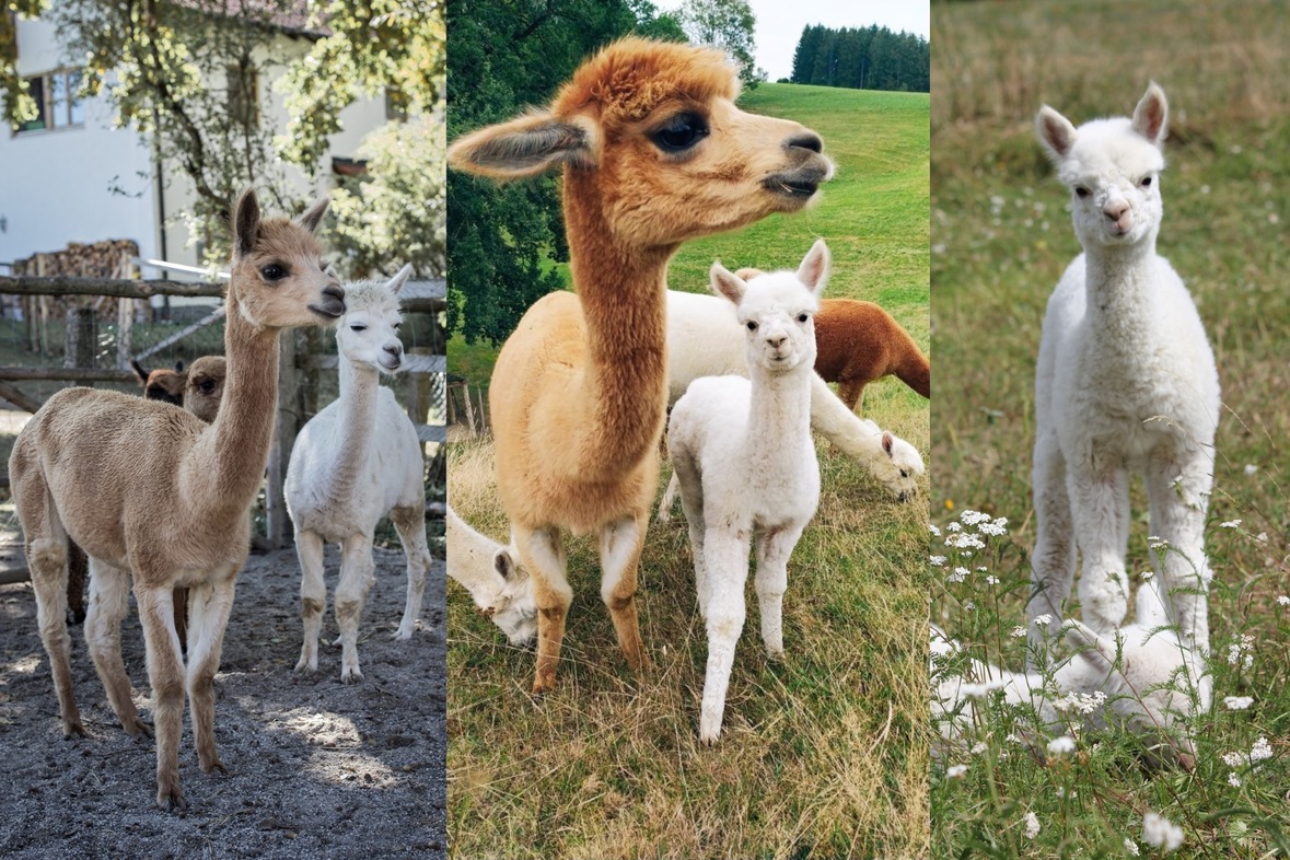 Kindergeburtstag bei den Alpakas
