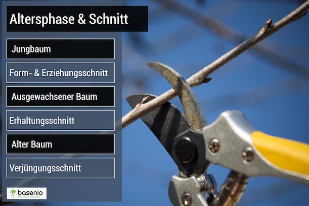Diese Baumschnitte werden in den unterschiedlichen Altersphasen der Gehölze durchgeführt. Baum, Obstbaum, Baumschnitt