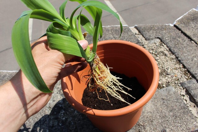 Yucca, Blumentopf, Zimmerpflanze, Absenker, Wurzel, umtopfen, eintopfen