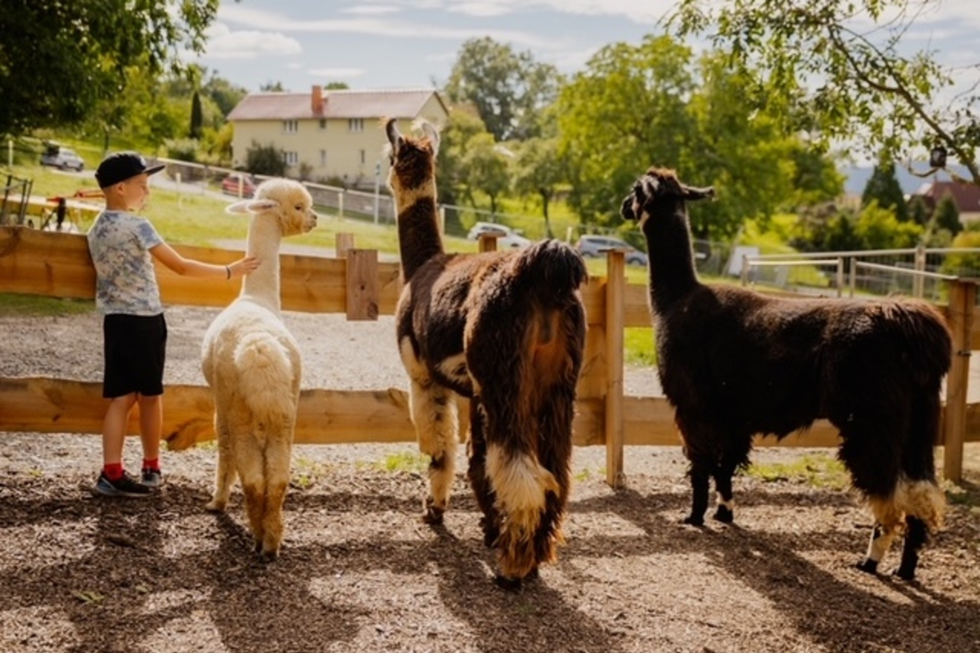 Alpakawanderung Finstertal