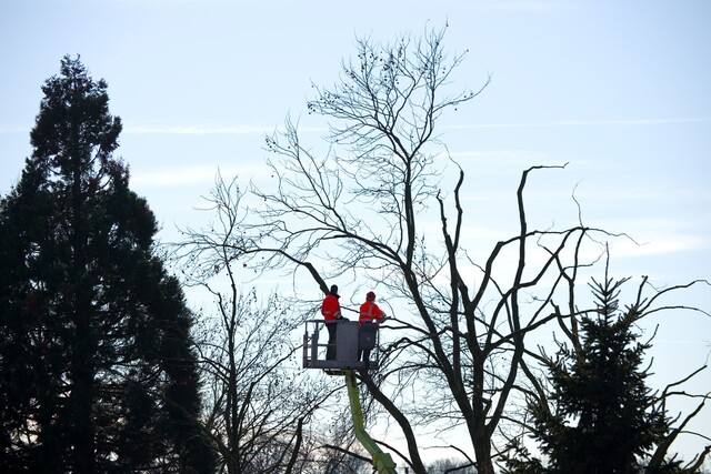 Baumgutachten, Baumkletterer, Baum verschneiden, Kettensäge, Baumpflege, Verkehrssicherheit, kahl, kranker Baum