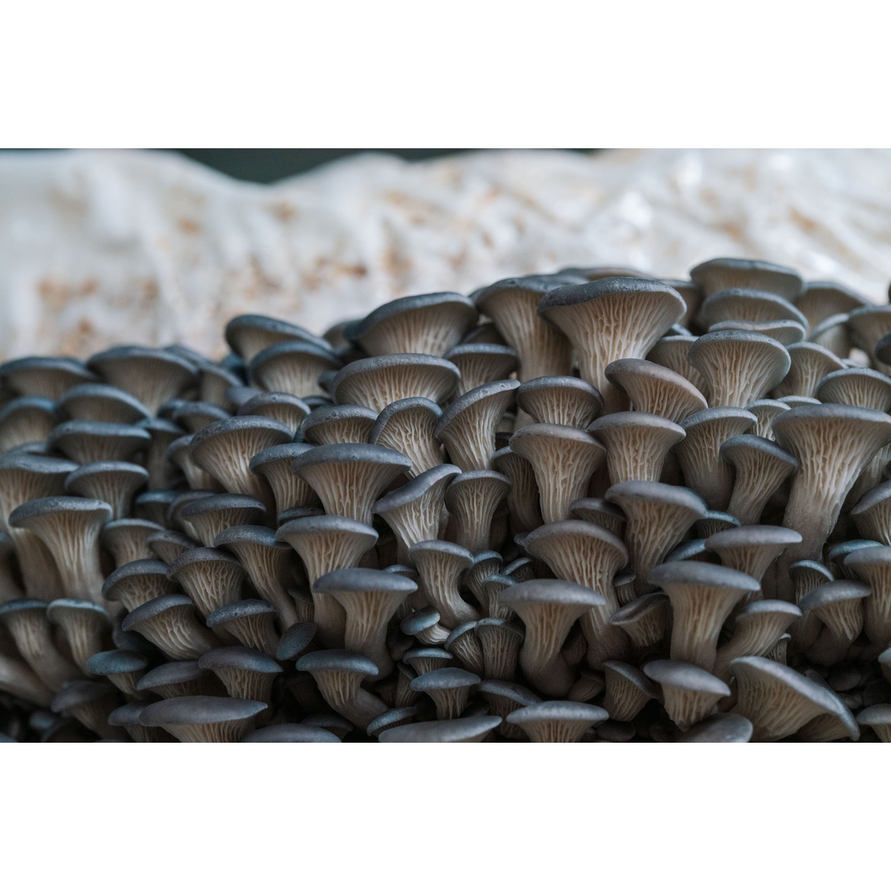 Austernseitling Zucht Set