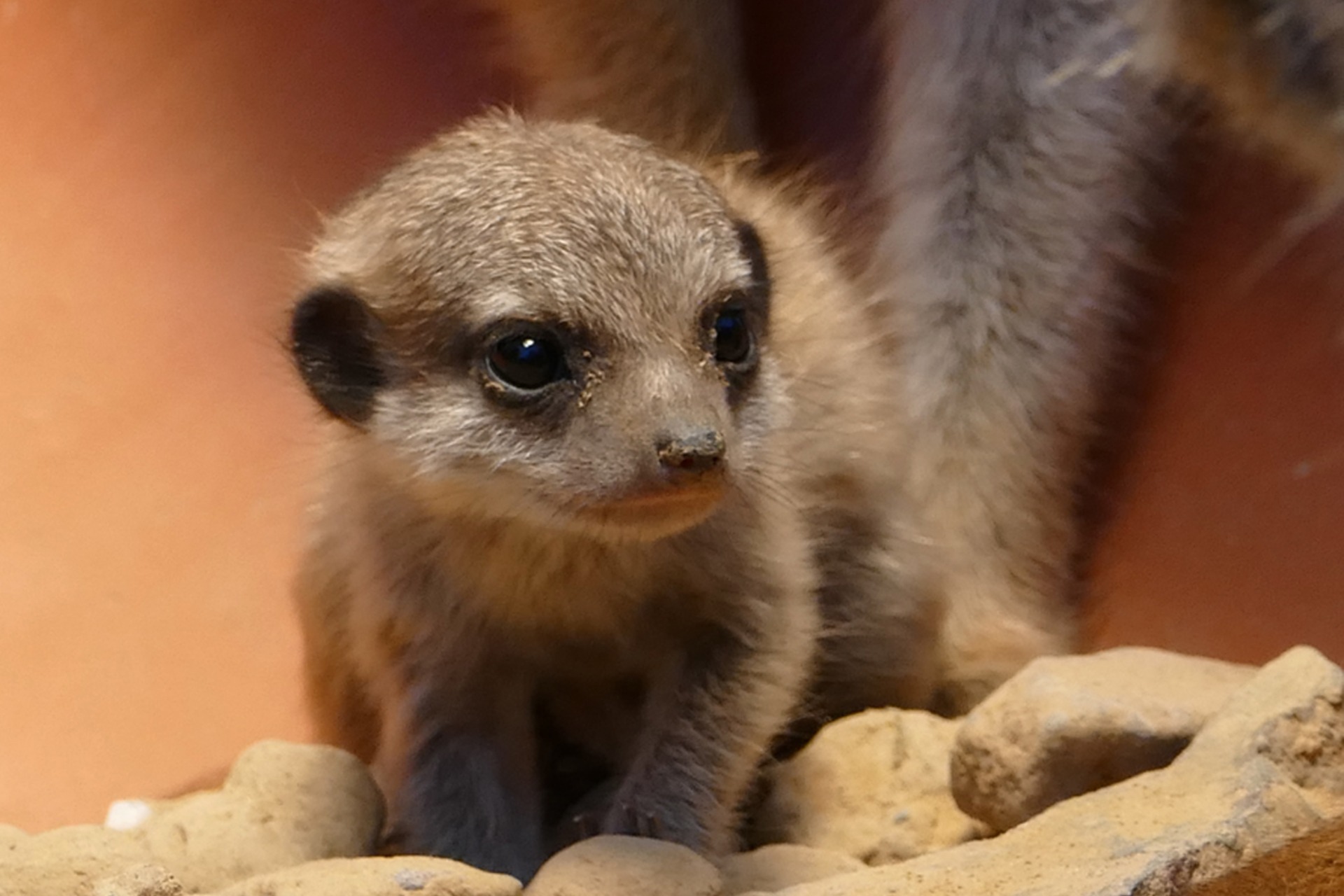 Fotokurs mit Fototour: Zoo