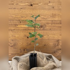 Trüffelbaum "Rotbuche"