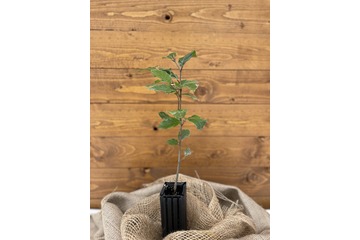 Trüffelbaum "Rotbuche"