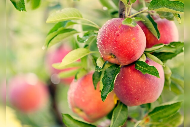 Apfel, Apfelbaum, Äpfel, Obst, Obstbaum, saftig, frisch, nass