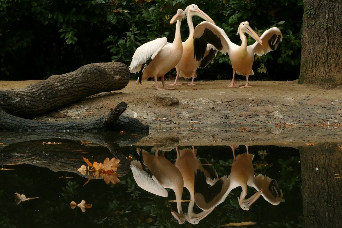Fotokurs mit Fototour: Erlebnis-Zoo