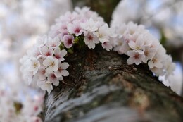 Bachblüten: Tipps zur Anwendung & Wirkung für Globuli & Tropfen