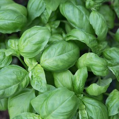 Basilikum Samen (samenfest & BIO)