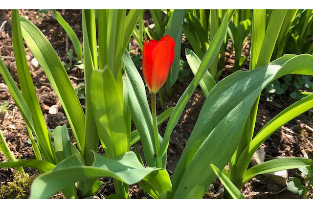 Tulpe | Gartenpflanze Frühling