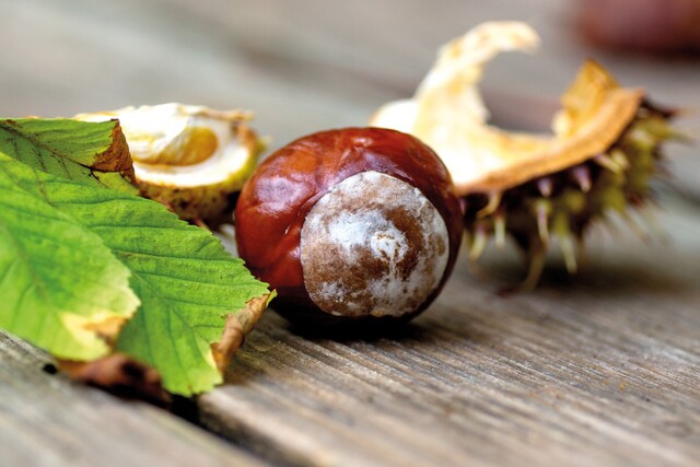 Kastanie, Blatt, Holz, Natur, Herbst