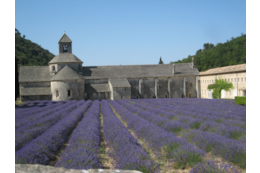 Die Lavendelblüten der Provence: Ein Reisebericht