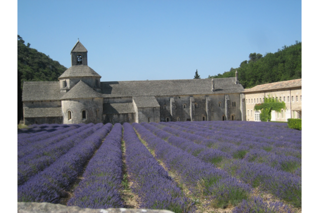 Lavendelblüte | Provence | Tagebuch | Busreise | Reisebericht