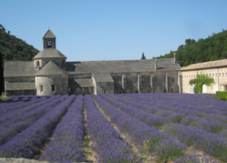 Busreise zu den Lavendelblüten Feldern der Provence - Reisetagebuch Busreise zu den Lavendelblüten Feldern der Provence - Reisetagebuch