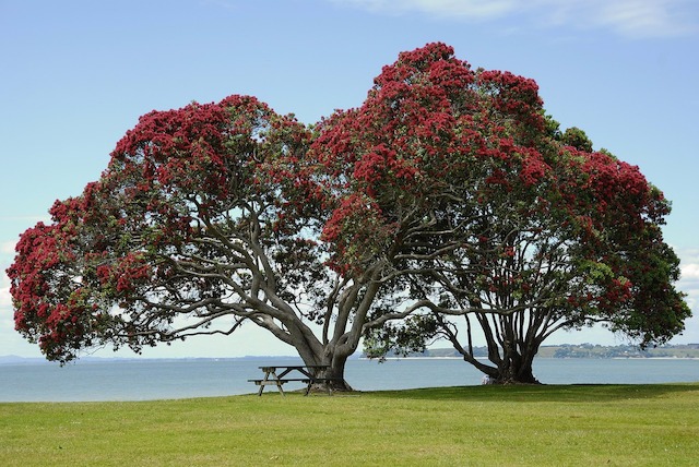 Damit Ihre Bäume auch nach vielen Jahren noch eine gleichmäßige Form aufweisen, müssen Sie schon früh mit dem Jungbaumschnitt beginnen. Baum, Baumkrone, Ast, Äste, Stamm