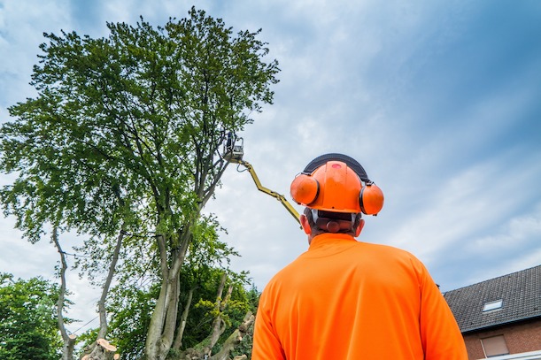 Bei einem Baumgutachten gehen die Sachverständigen in die Höhe. Baum, Bäume, Baumpflege, Baumpfleger, Baumkontrolle, Baumkontrolleur, Baumgutachten, Baumgutachter, Baumsachverständiger, Arbeitsschutz, Helm, Hörschutz, Arbeitskleidung