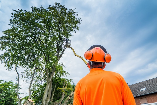 Baum, Bäume, Baumpflege, Baumpfleger, Baumkontrolle, Baumkontrolleur, Baumgutachten, Baumgutachter, Baumsachverständiger, Arbeitsschutz, Helm, Hörschutz, Arbeitskleidung