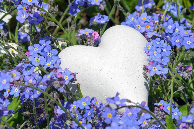 Vergissmeinnicht, Blauer Augenrost, Halbschattengewächs, Schattengewächs, Blüte, Bodendecker, Natur, grün, Herz