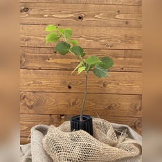 Trüffelbaum "Winterlinde"