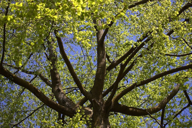 Der richtige Baumschnitt ist unumgänglich, damit Ihre Obstbäume auch im nächsten Jahr ausreichend Früchte tragen. Baum, Baumkrone, Ast, Äste, Stamm