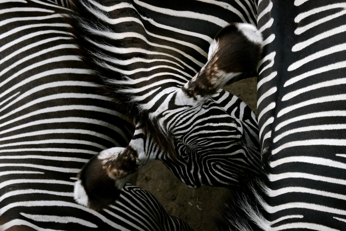 Fotokurs mit Fototour: Zoo