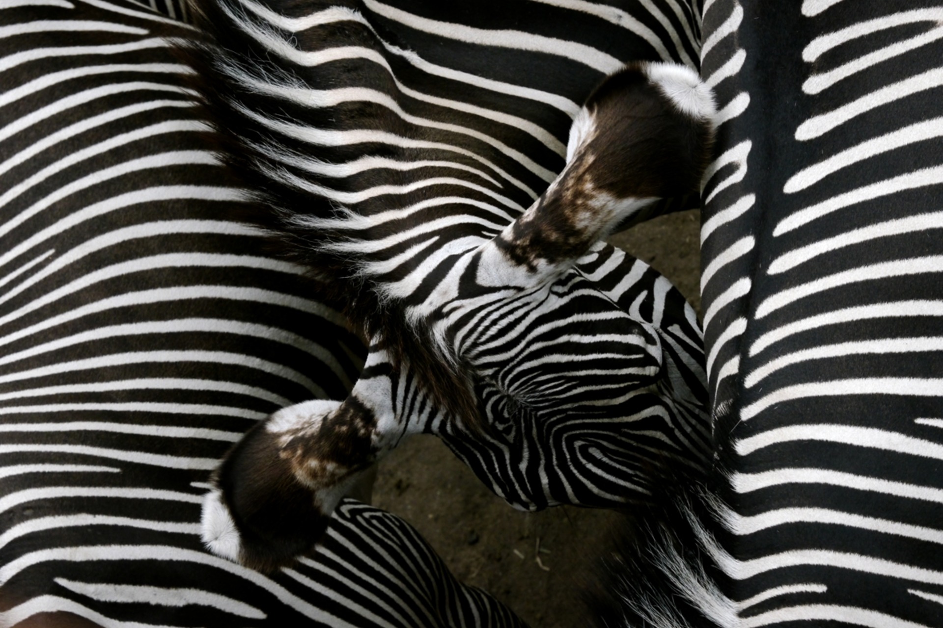 Fotokurs mit Fototour: Zoo