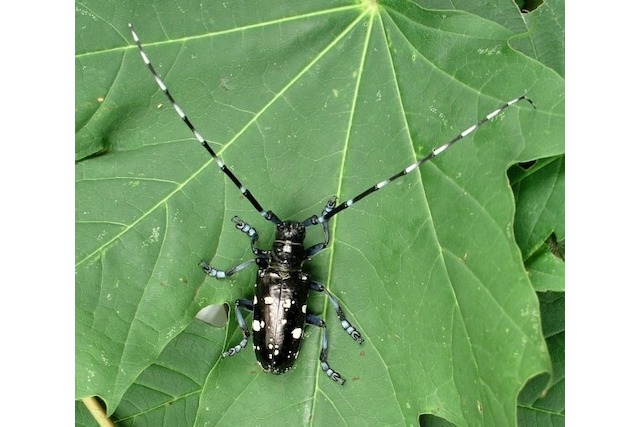 Asiatischer Laubholzbockkäfer, Baumschädling