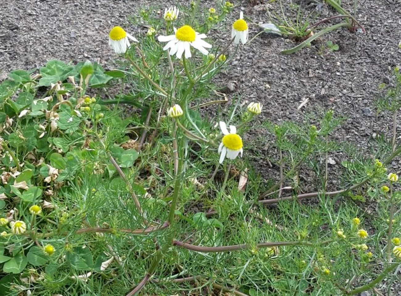 Unkraut Im Rasen Garten Bestimmen Entfernen 7 Tipps