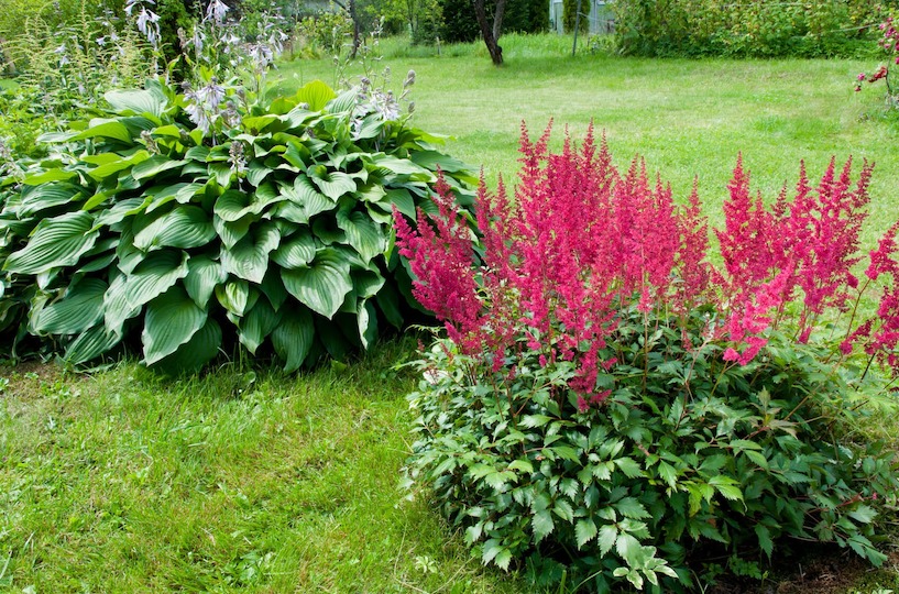 Astilbe, Prachtsperie, Halbschattengewächs, Schattengewächs, Natur, grün, Blüte