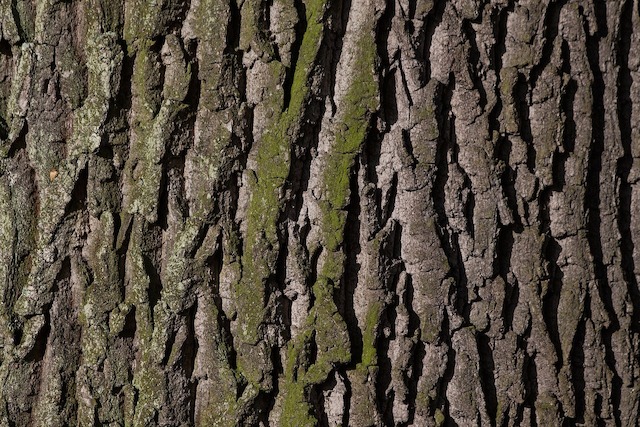 Rinde, Baum, Baumrinde