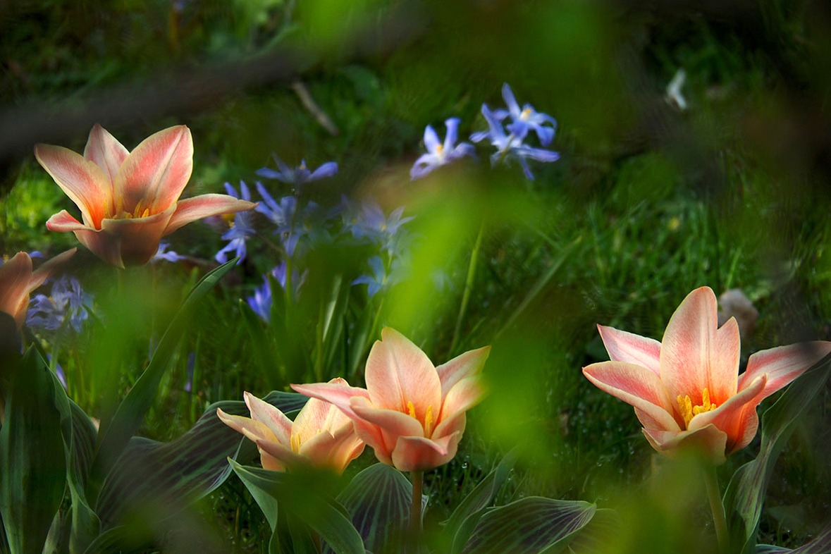 Fotokurs mit Fototour: Schloß & Botanischer Garten