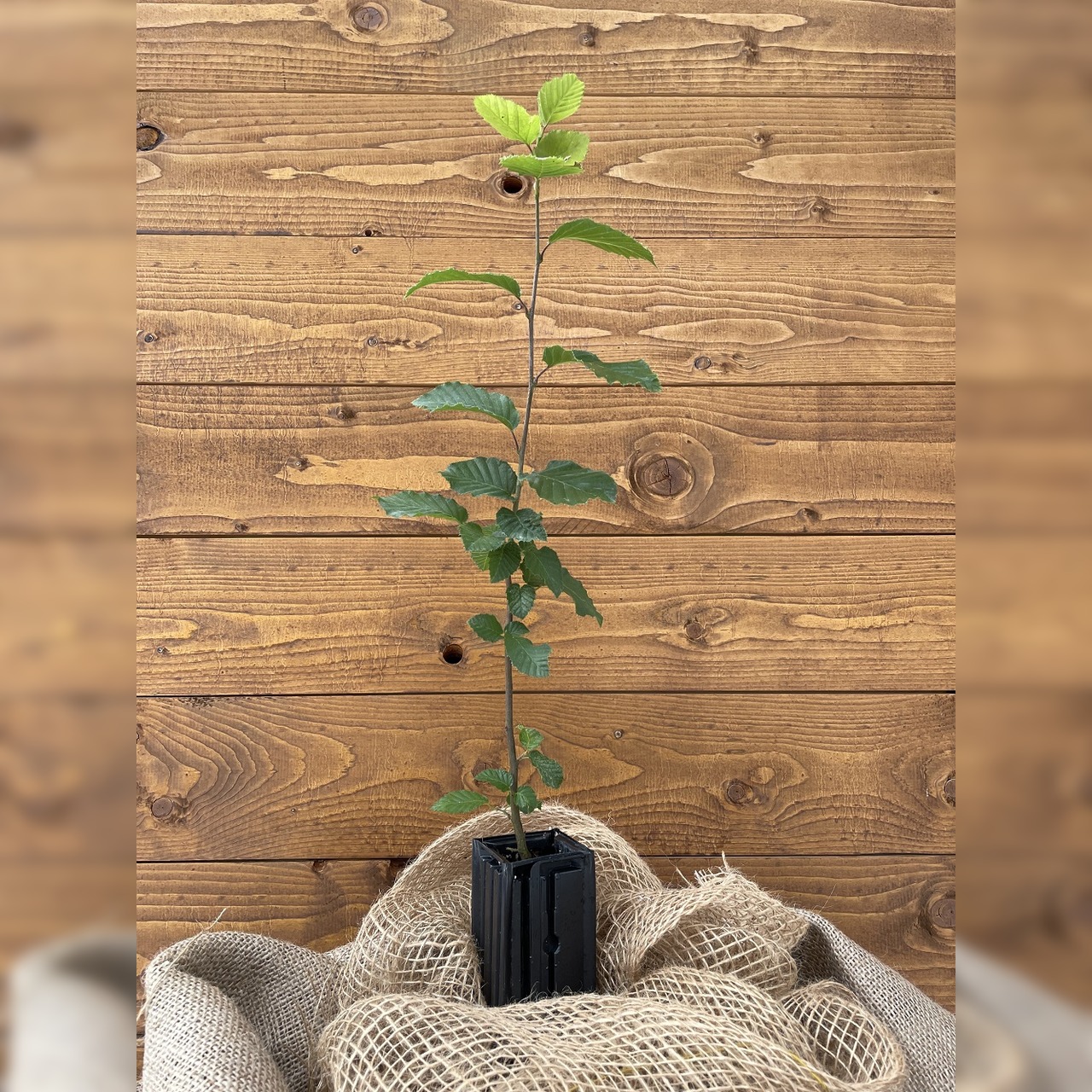 Trüffelbaum "Hainbuche"