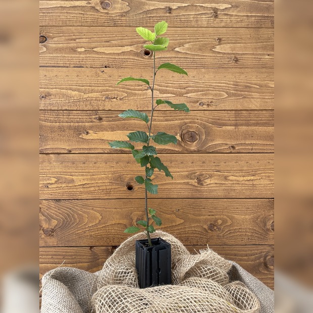 Trüffelbaum "Hainbuche"