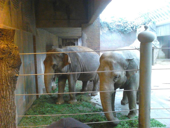 Zoo Urlaub Enkel Elefanten