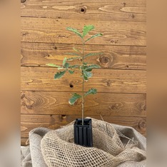 Trüffelbaum "Flaumeiche"