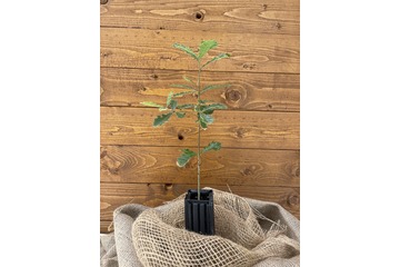 Trüffelbaum "Flaumeiche"