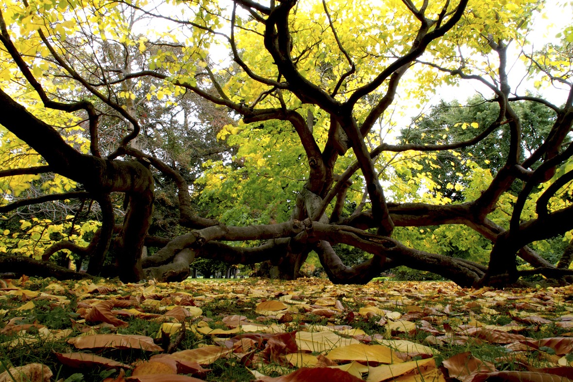 Fotokurs mit Fototour: Herrenhäuser Gärten