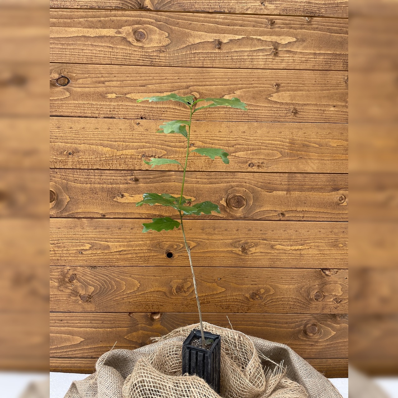 Trüffelbaum "Traubeneiche"