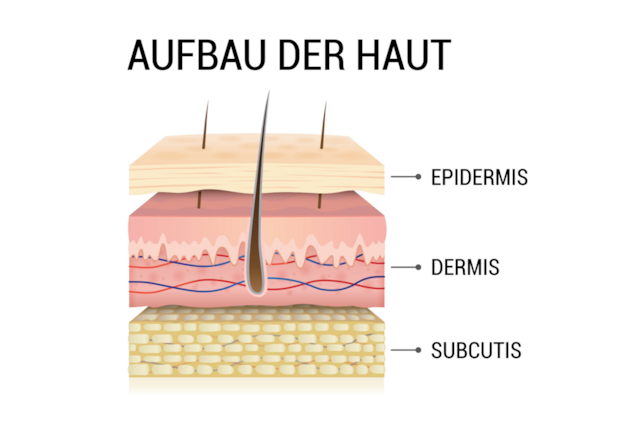 Haut Aufbau