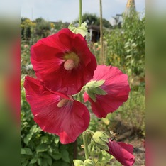 Stockrose "rot" - BIO-Stockrosensamen [samenfest]