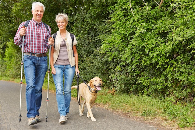 Hund, Haustier, treu, Gassi, tierlieb, Pfote, Labrador
