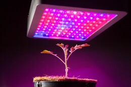 LED-Pflanzenlichter im Test: Das sind die Top-10 Grow-Lampen