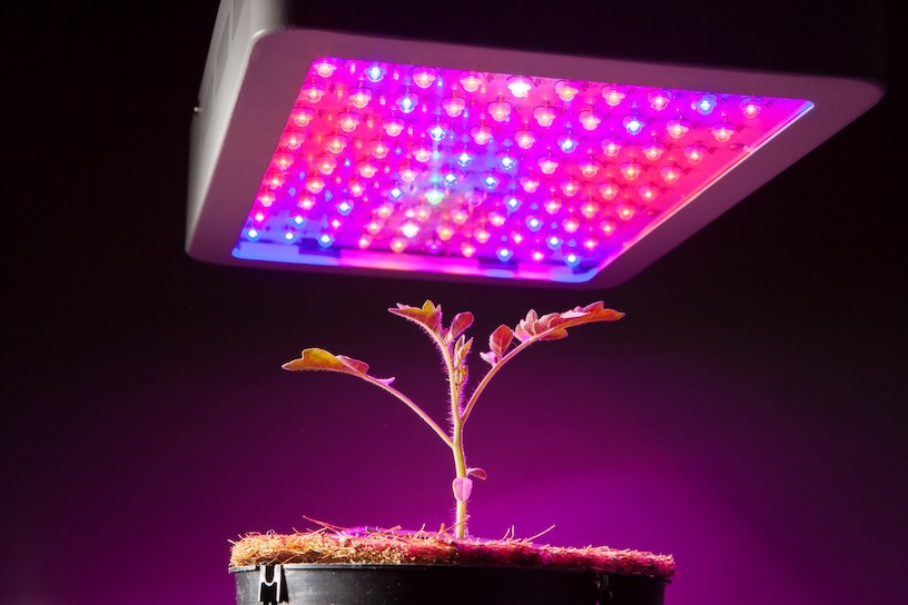 LED-Pflanzenlicht | Grow | Test Bild zum Artikel: LED-Pflanzenlicht | Grow | Test